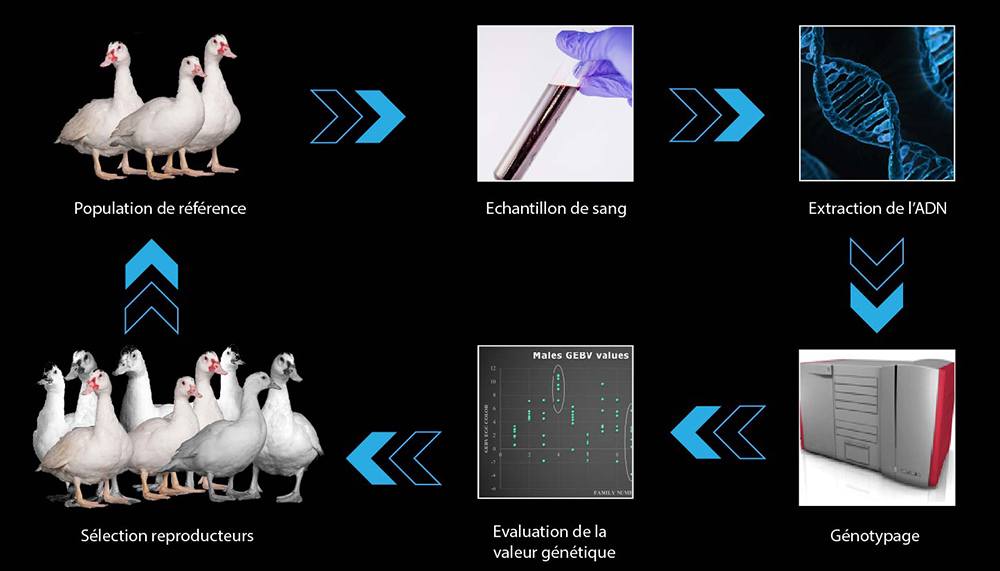 schema_genomique_V4